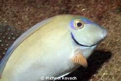 Ocean Surgeonfish on the Big Coral Knoll off the beach in... by Michael Kovach 